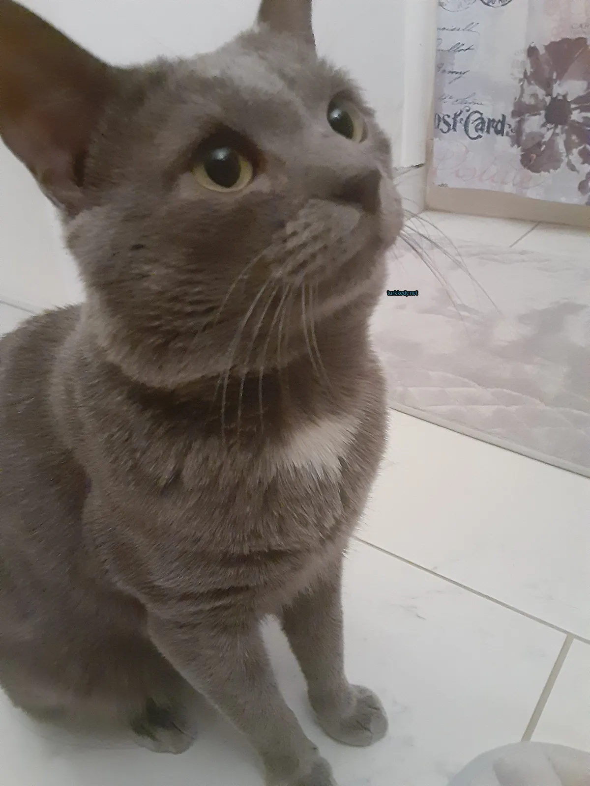 Gri bir kedi, yüzünde ve göğüslerinde beyaz bir şerit bulunan, kameraya bakıyor.
