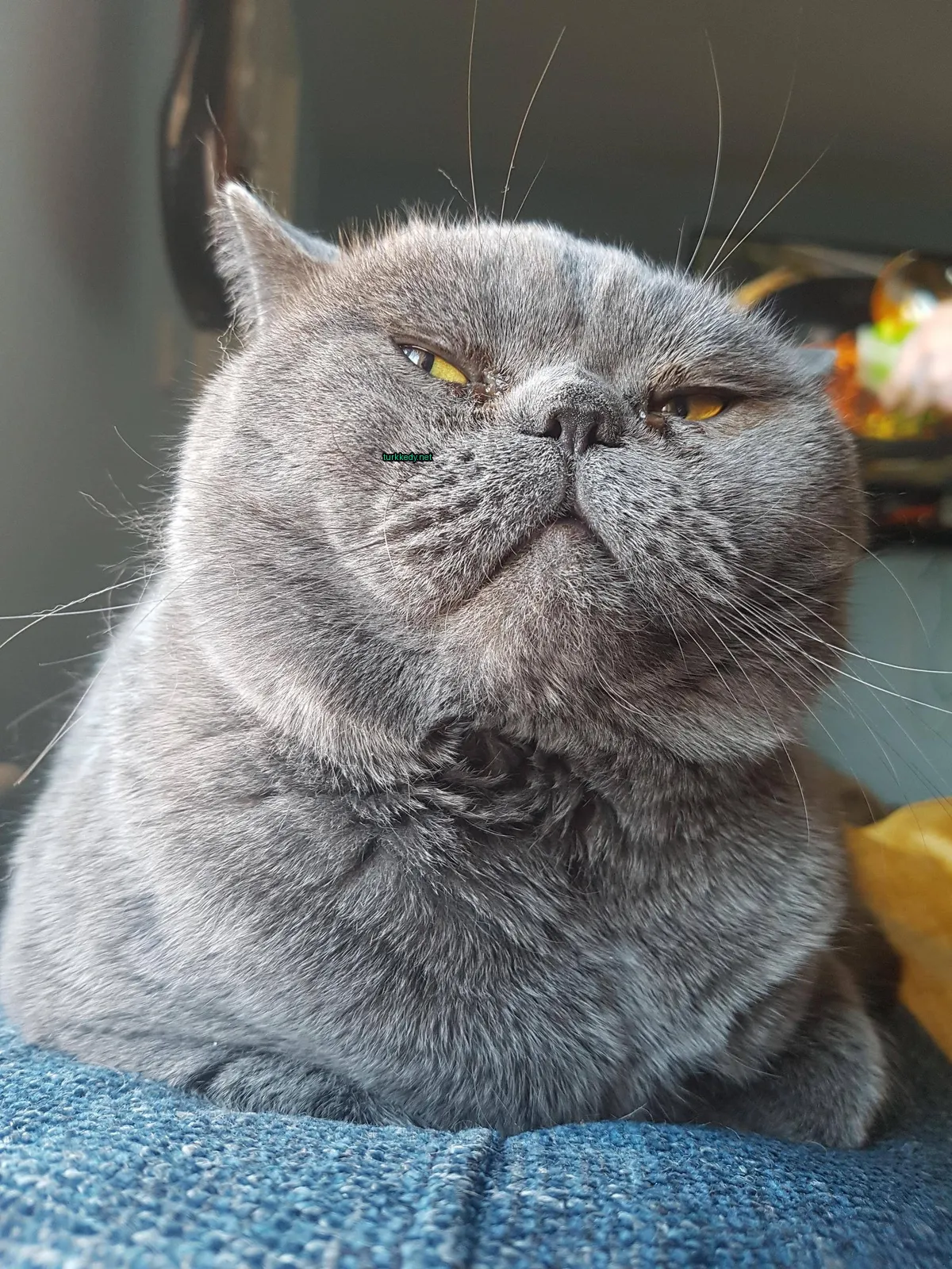 Gri bir kedi, yeşil burun ve kulaktaki sarı etiket ile.
