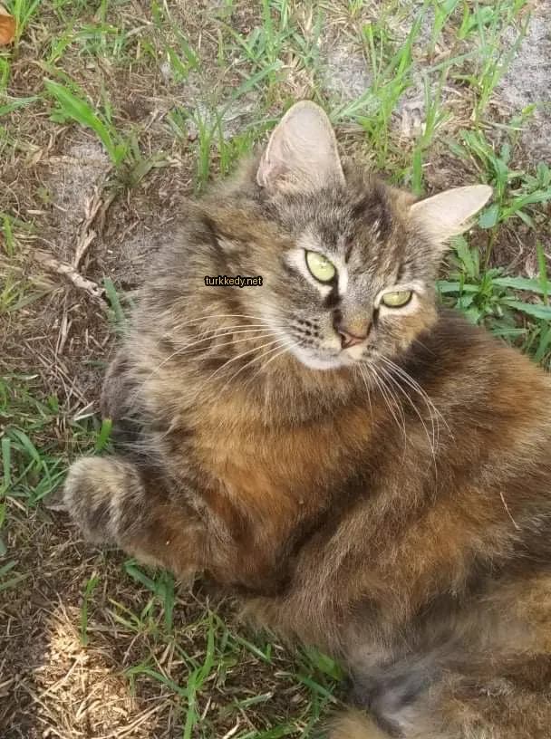 Koyu kahverengi ve siyah bir kedi mavi yeşil gözleri ile otun üzerinde yatıyor.