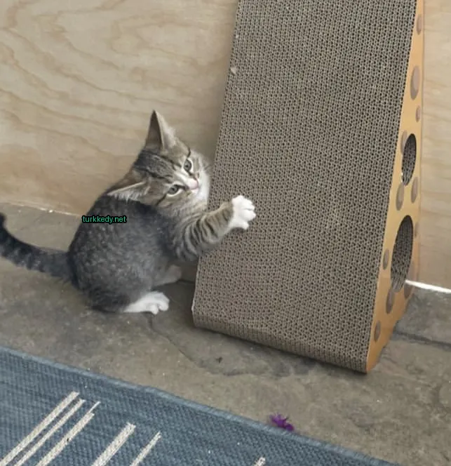 Beyaz ve gri bir kedi, bir kedi oyuncakıyla bir halı üzerinde oynarken duruyor.