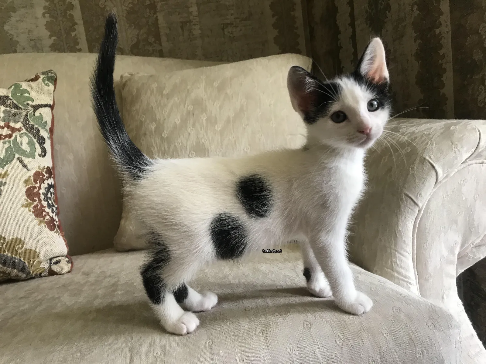 Beyaz bir koltukta ayakta duran bir siyah beyaz kedi.