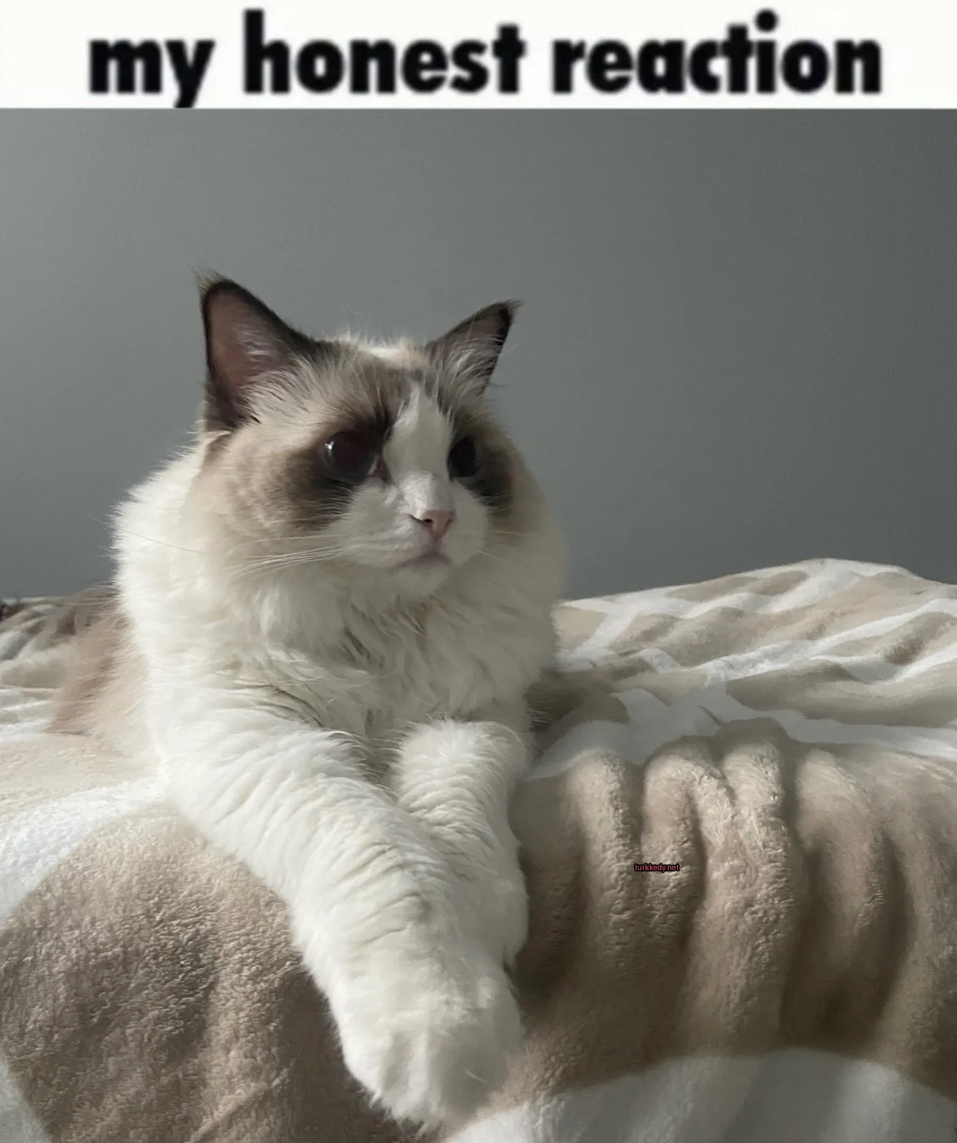 Beyaz ve kahverengi bir kedi,-stripli desenli, yatakta oturuyor.