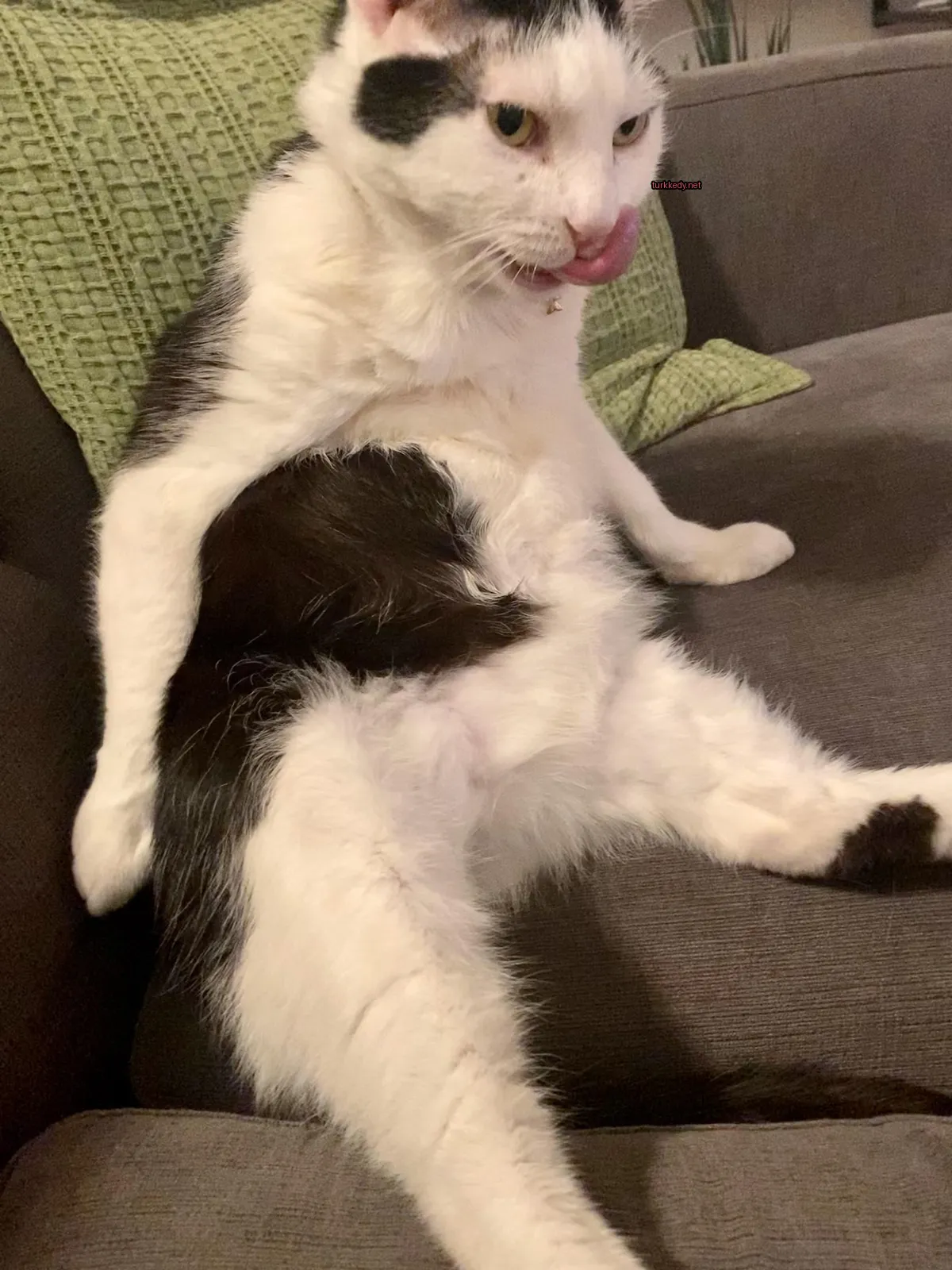 Siyah ve beyaz bir kedi koltukta ağzını dışarı çıkarmış vaziyette oturuyor.