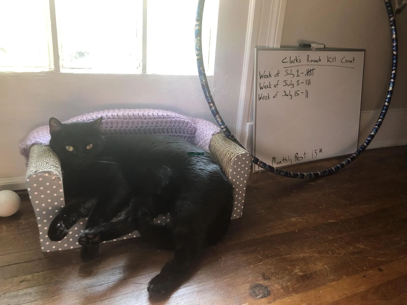 Bir siyah kedi bir mavi koltukta beyaz bir pano bulunan bir odada yatıyor.