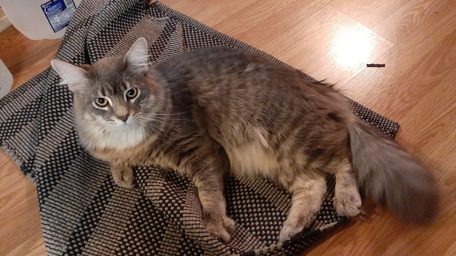 Gri ve beyaz bir kedi bir minderin üzerinde yatıyor.