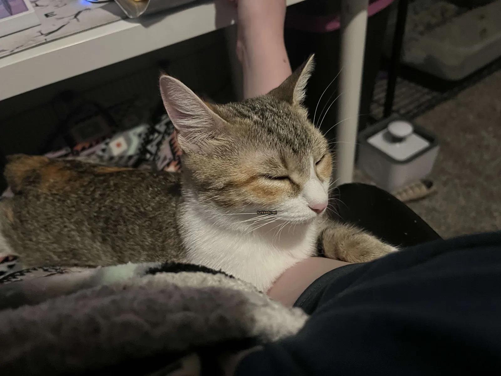 Kara ve beyaz bir kedi bir kişinin kolunda yatıyor.