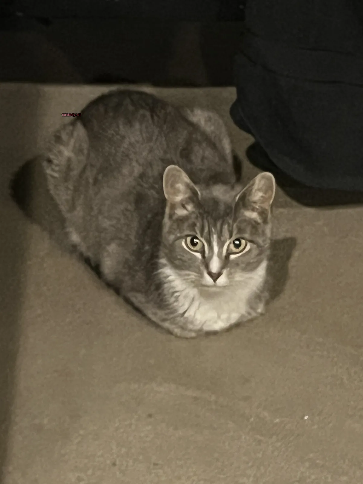 Gri ve beyaz bir kedi zemine oturuyor.