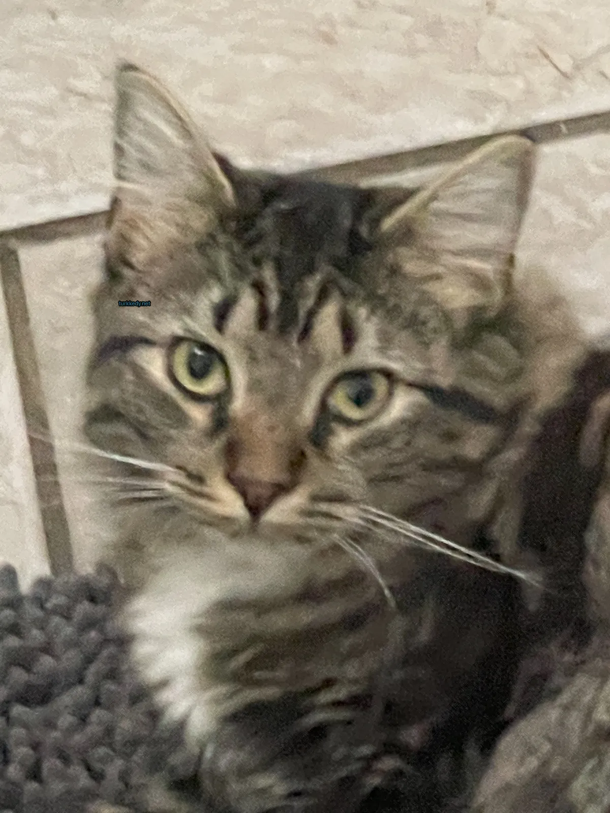 Gri ve siyah bir kedi, bir halı üzerinde yatıyor.