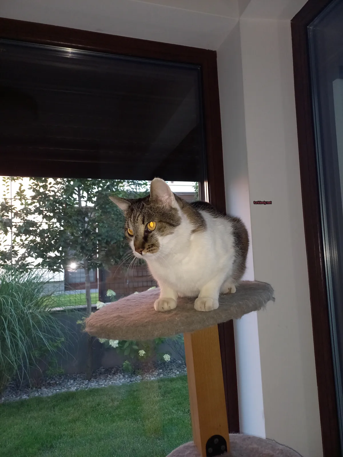 Beyaz ve kahverengi tüylü bir kedi yatakta oturuyor.