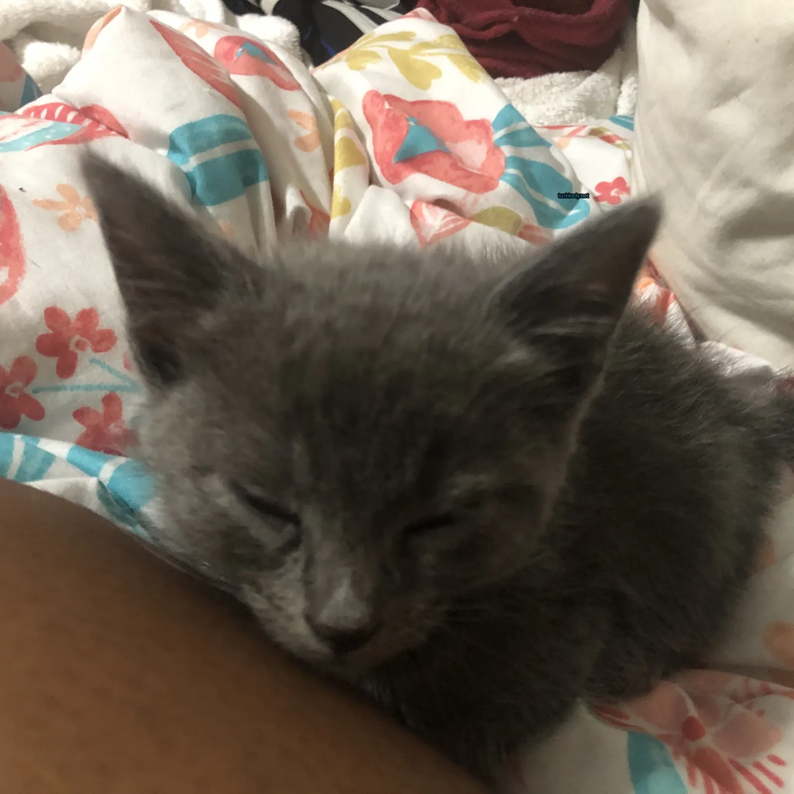 Gri bir kedi, bir çiçek bezinden ve arkasında beyaz bir minderden oluşuyor.
