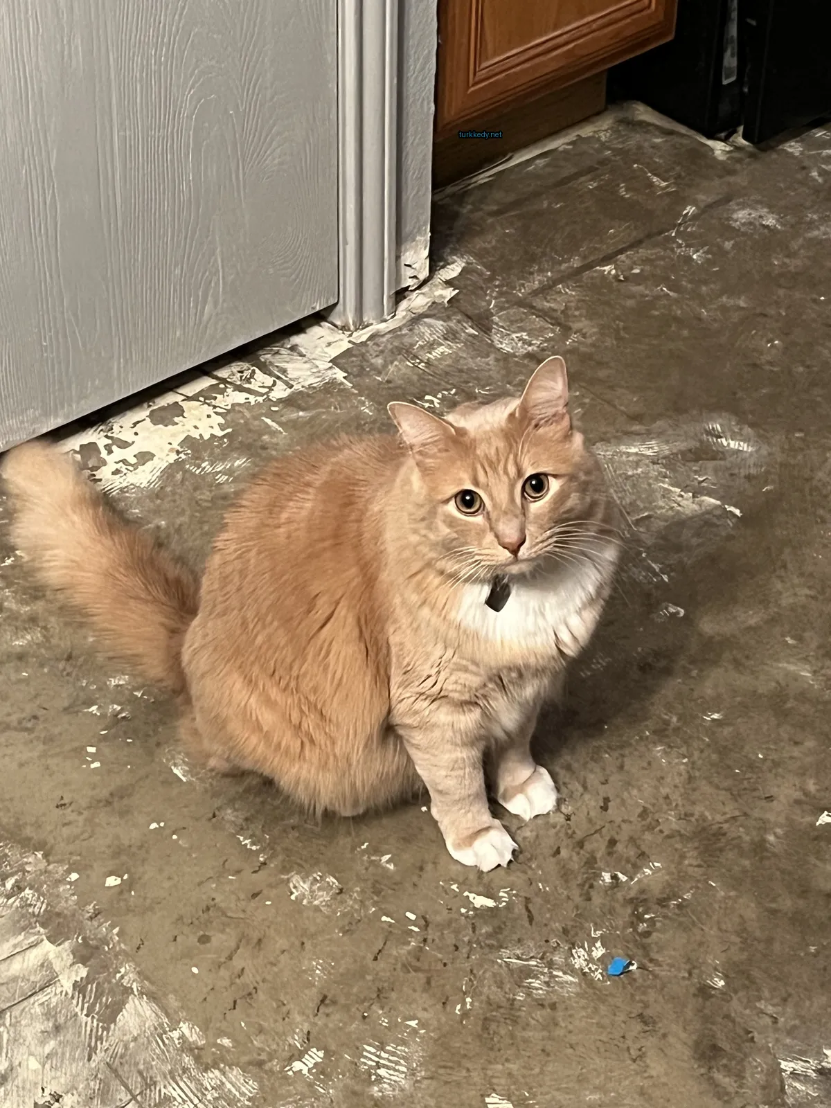 Büyük bir turuncu kedi, siyah bir kolye takılı, pis bir zeminde oturuyor.