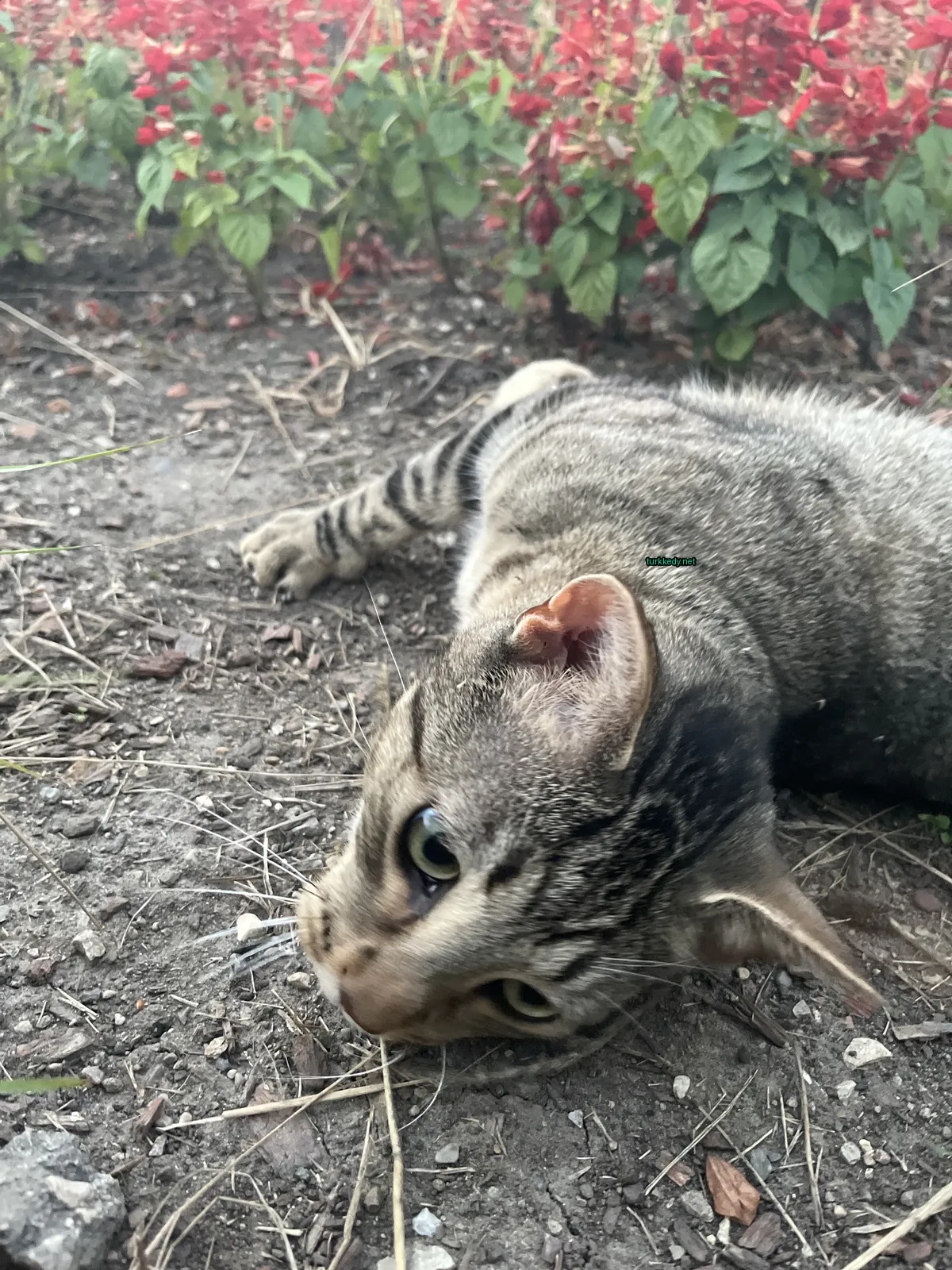 Bir çalı önünde zemine uzanmış bir çizikli kedi var.
