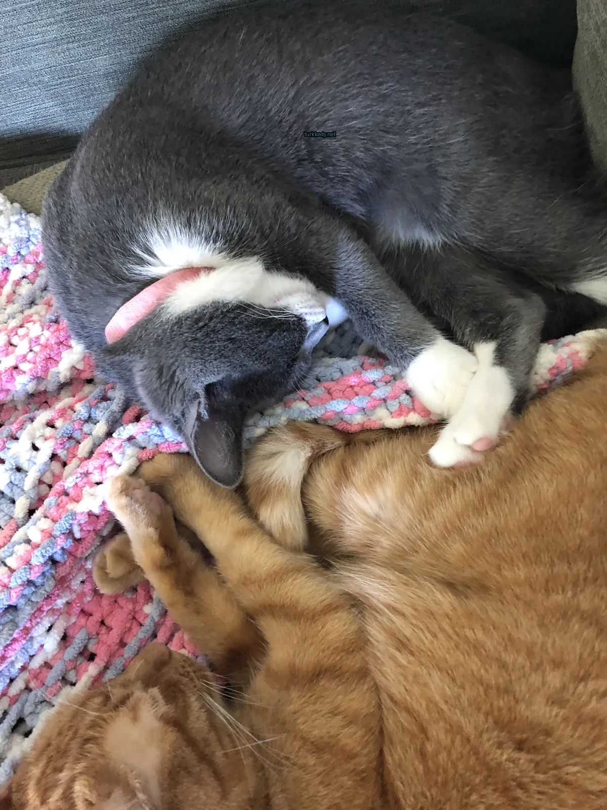 Gri ve beyaz bir kedi bir örtü üzerinde mavi bir kedi ile yatıyor.