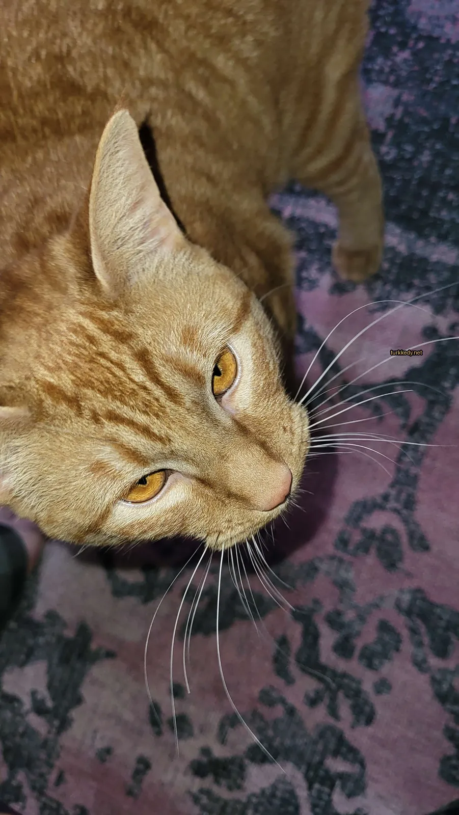 Kırmızı burunlu ve tüylü bir kahverengi ve beyaz kedi.