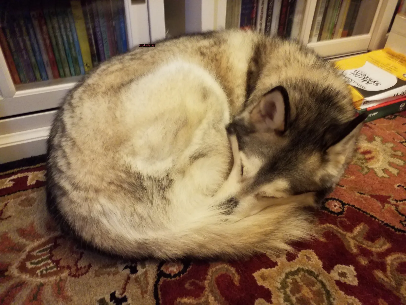 Beyaz ve gri bir köpek bir halı üzerinde yuvarlak pozisyonda yatıyor.