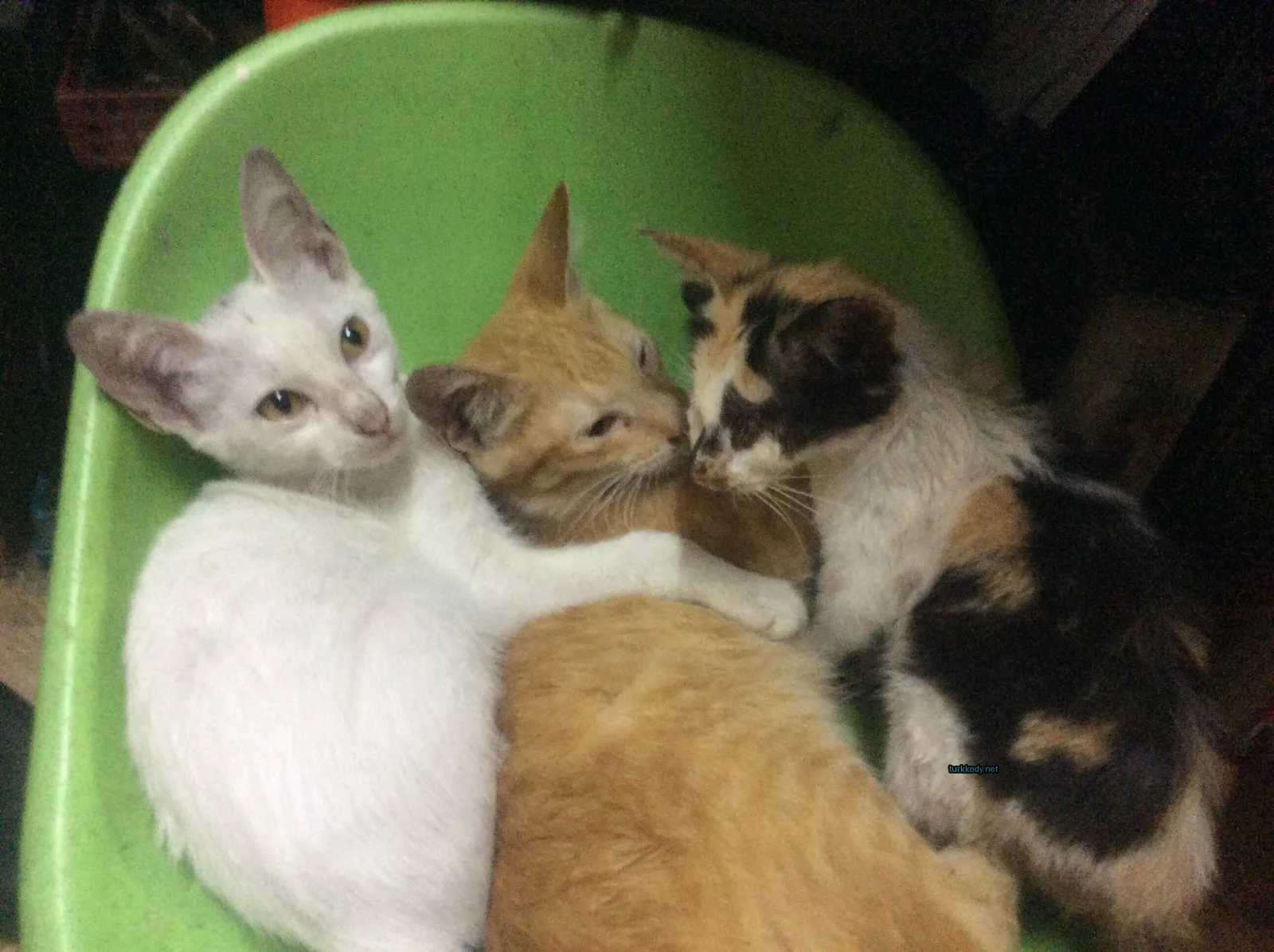 Beyaz bir kedi üzerinde kahverengi ve siyah bir kedi.