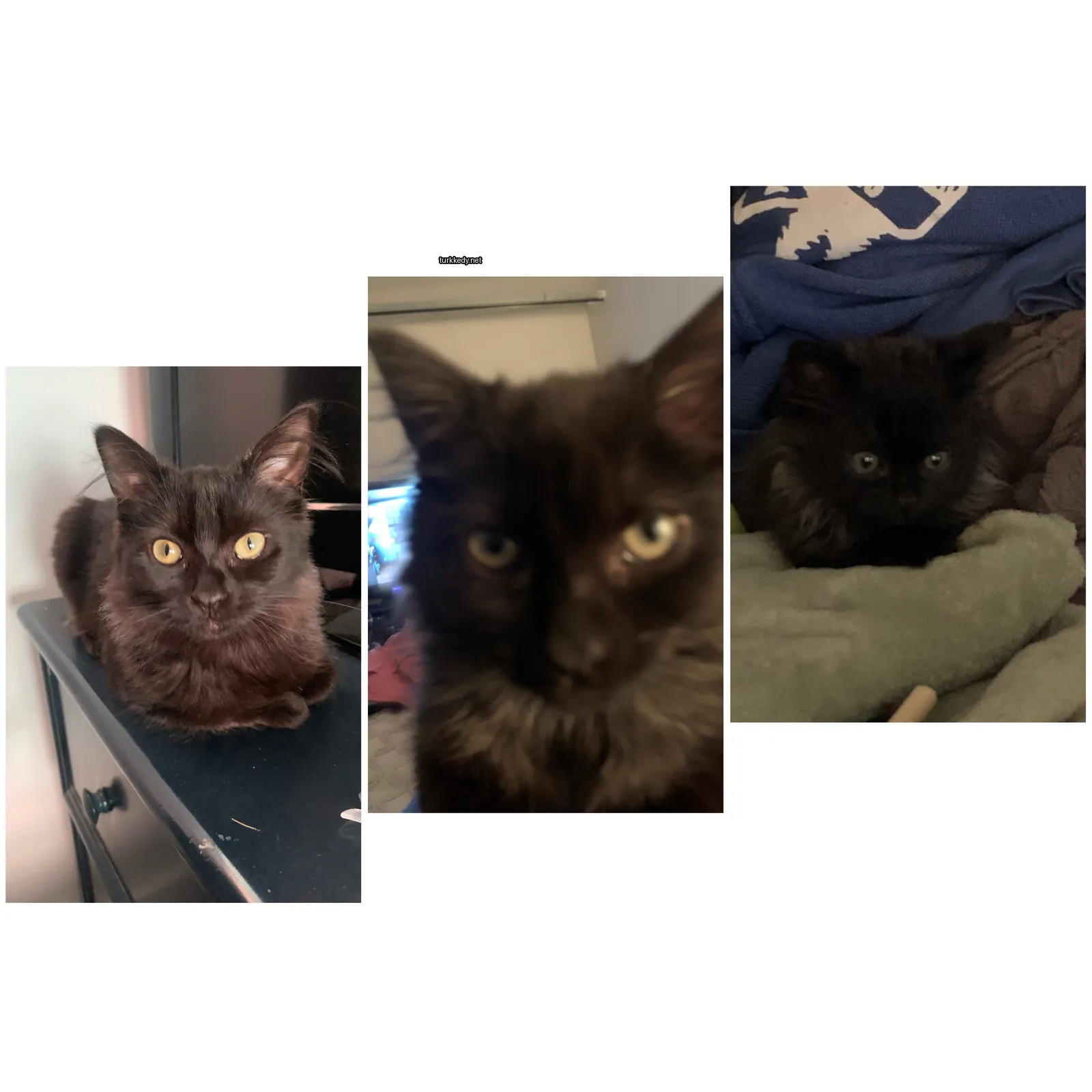 Siyah bir kedi beyaz bir çene ile ve gri ve beyaz bir kedi siyah bir burun ile.