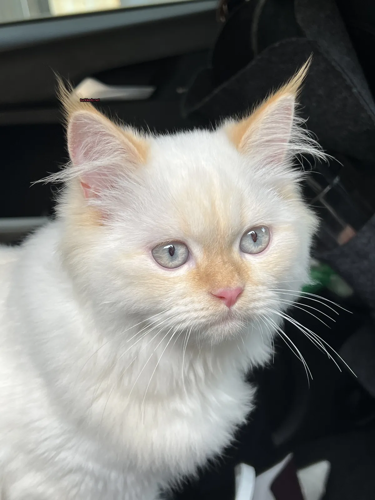 Beyaz bir kedi mavi gözleriyle bir araba içinde oturuyor.