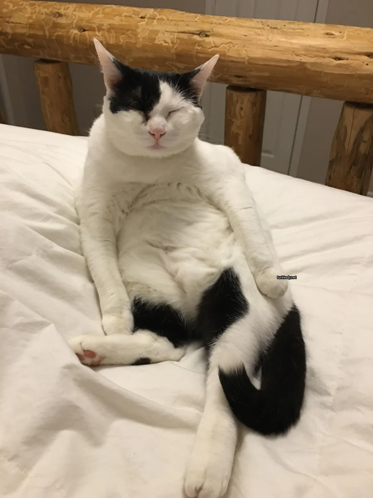 Siyah beyaz bir kedi yatakta kamera ile göz teması kuruyor.