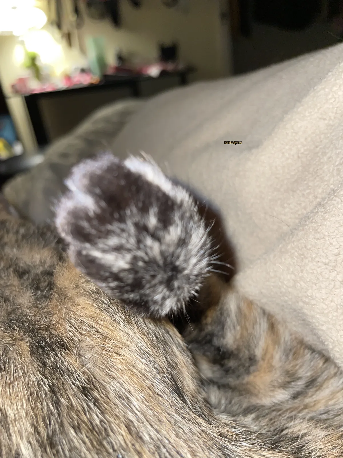 Koyu ve beyaz bir deri desenine sahip bir kedi yatakta yatıyor.