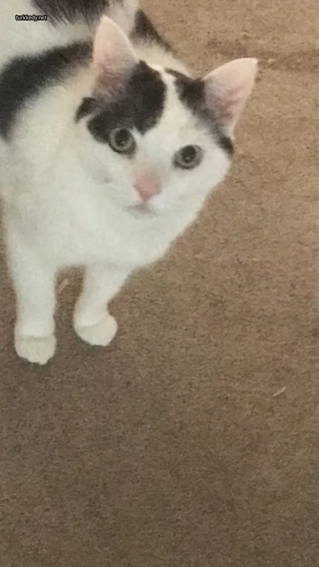 Siyah beyaz bir kedi, beyaz yüzü ve ayakları ile bir halı üzerinde duruyor.