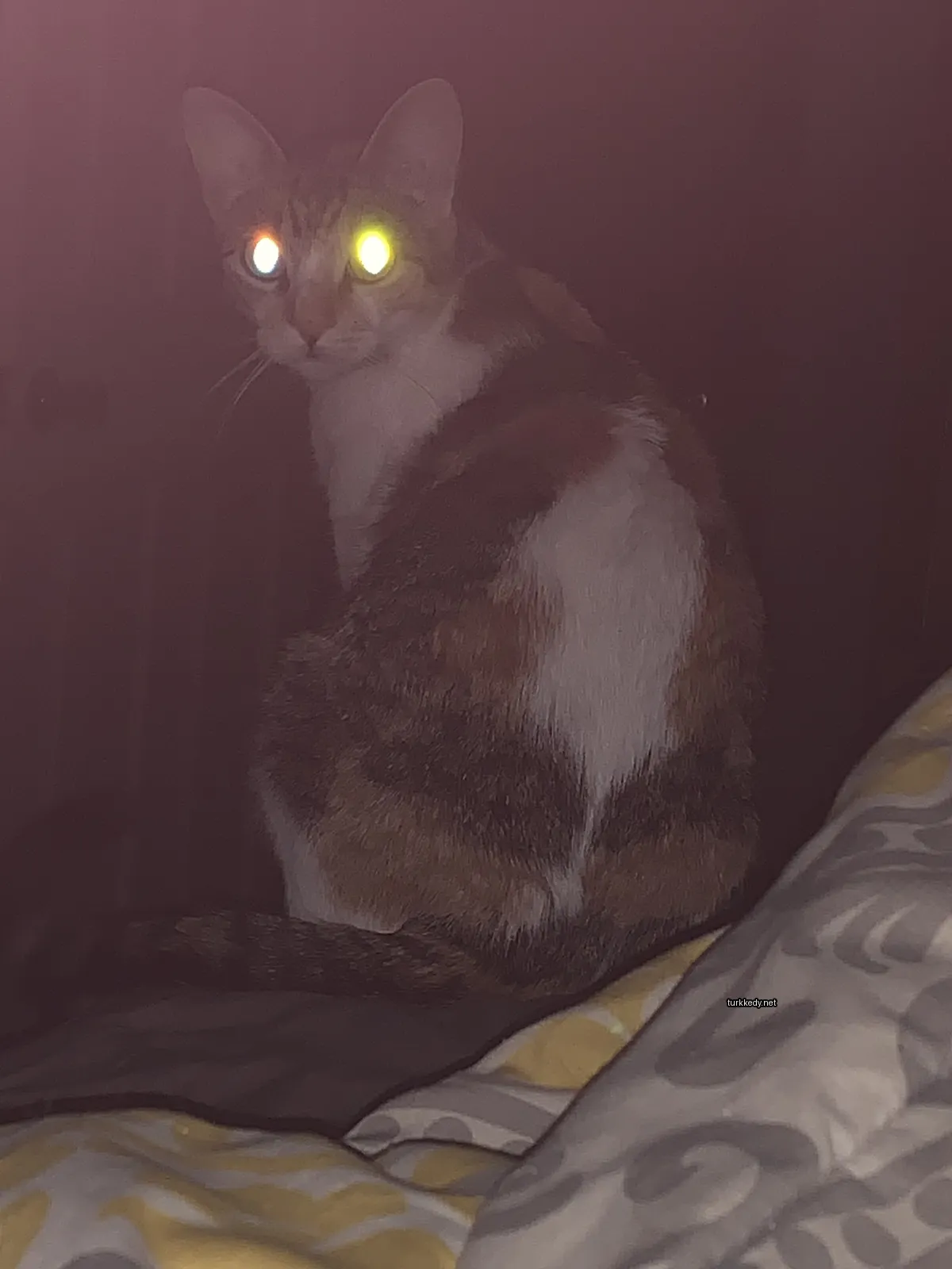 Beyaz ve kahverengi bir deri desenine sahip bir kedi yatakta oturuyor.