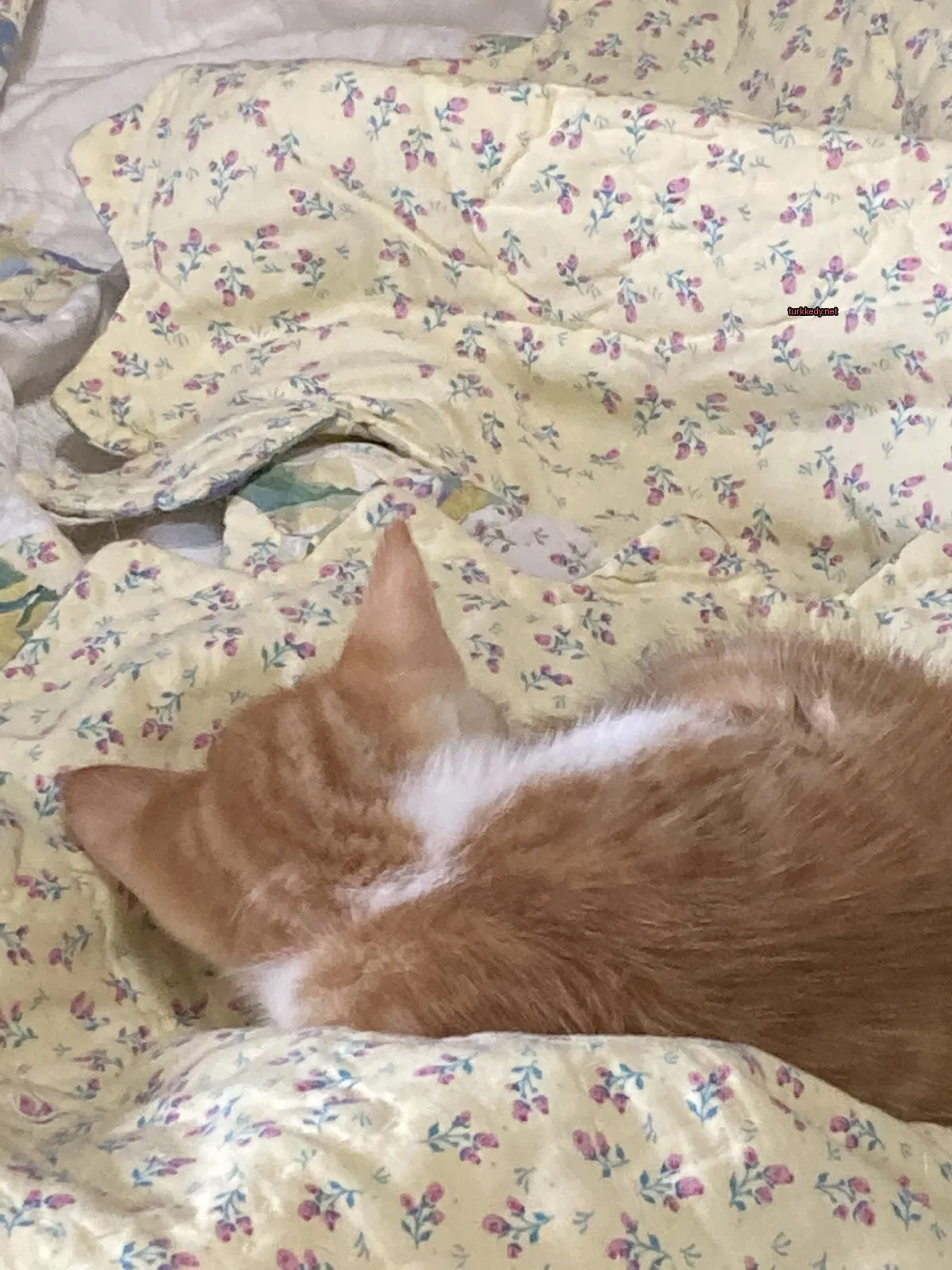 Sarı ve beyaz bir kedi yatakta yatıyor.