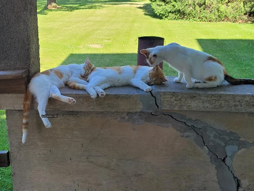 Beyaz ve turuncu bir kedi bir kaya çıkıntısında yatıyor.