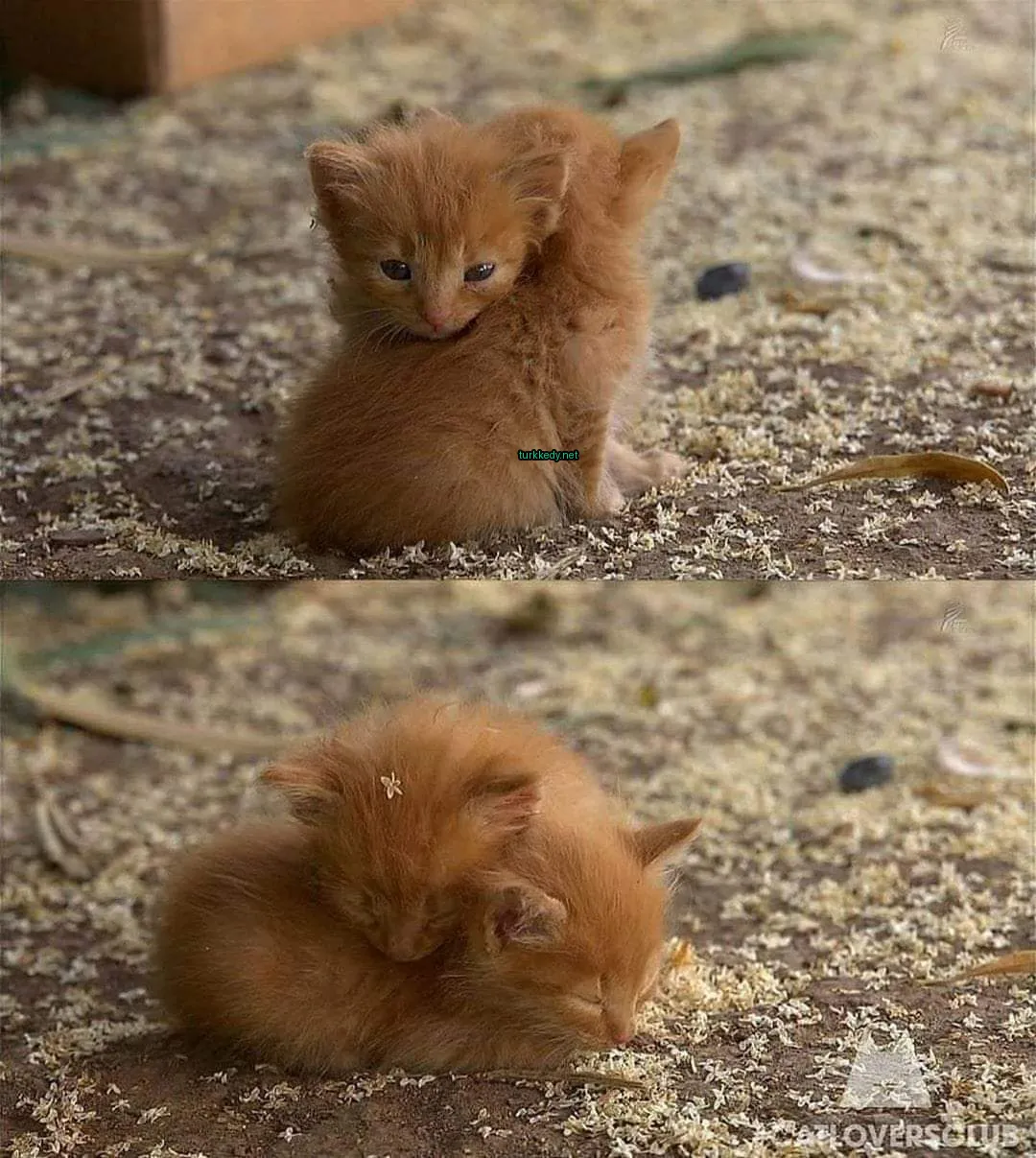 Küçük bir kedi toprağa uzanmış, üzerine bir diğeri yatmış.