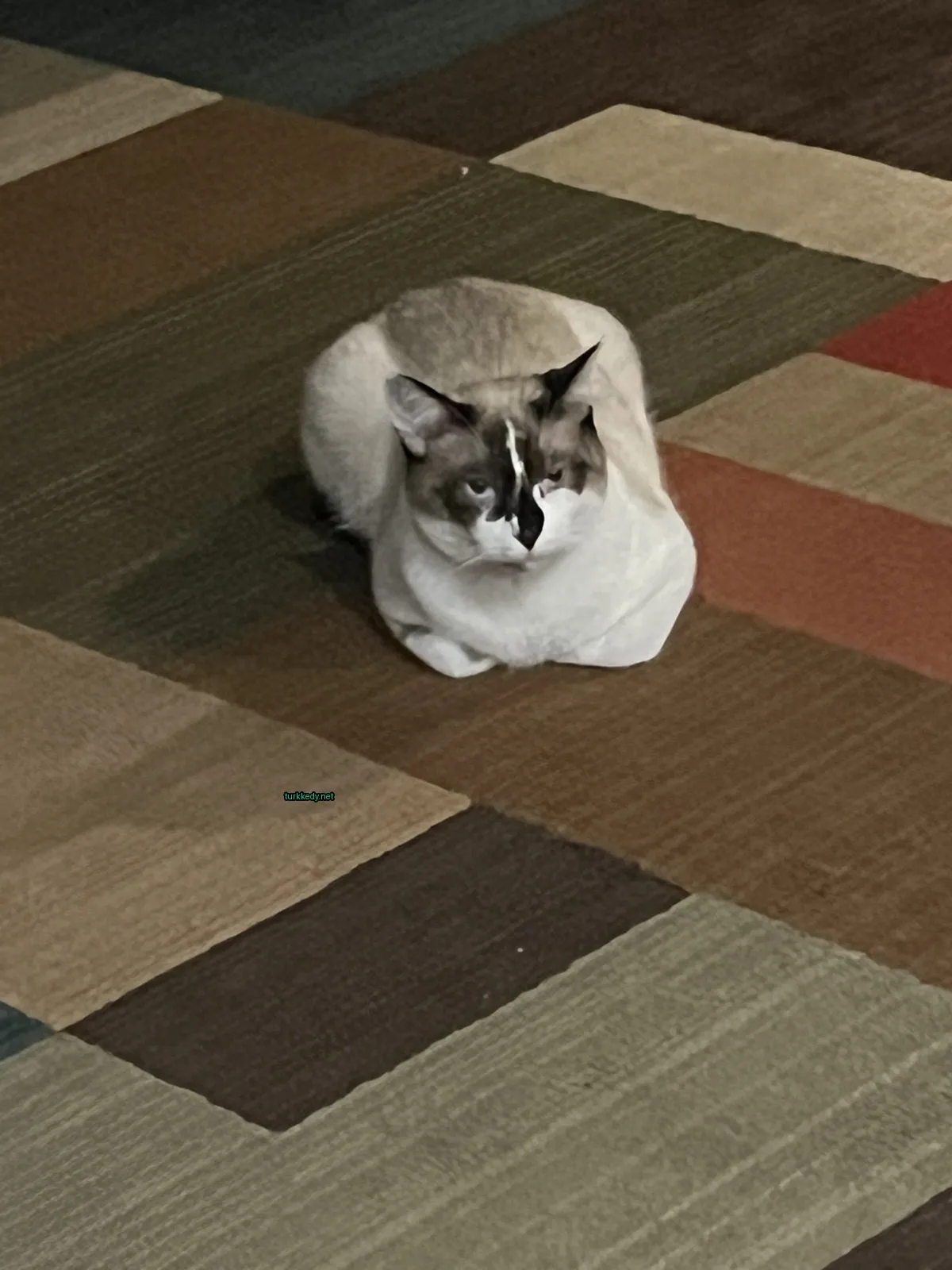 Beyaz ve kahverengi bir kedi, kahverengi ve tan bir halı üzerinde oturuyor.