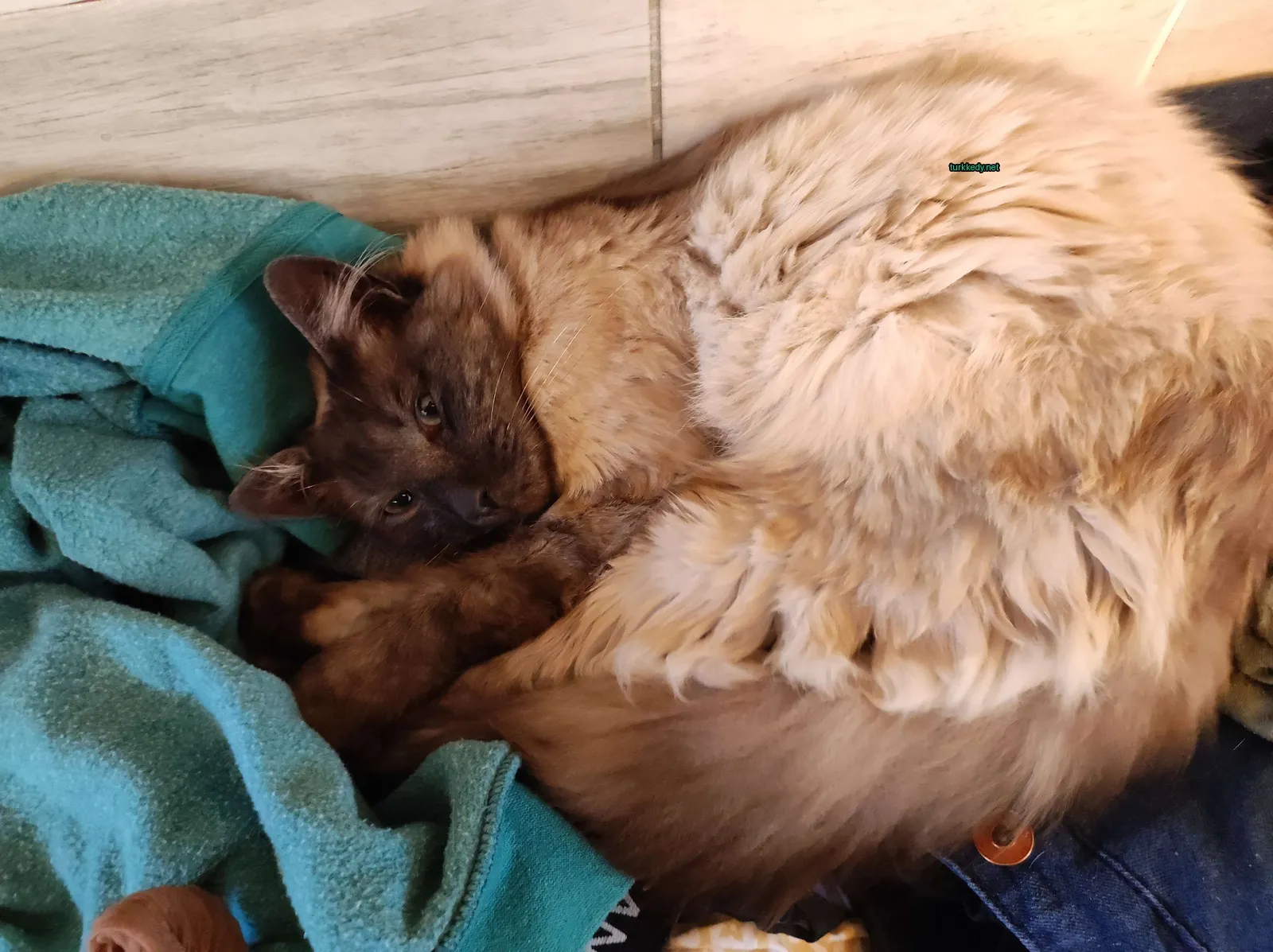 Koyu kahverengi ve beyaz bir kedi bir havlu üzerinde sarılmış.