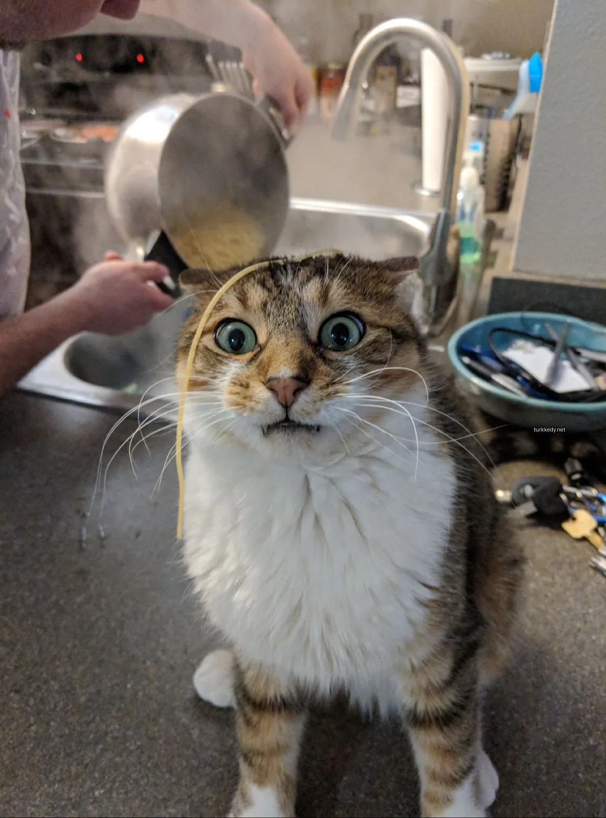 Beyaz ve kahverengi bir kedi penne makarnesi ile başının üzerinde.