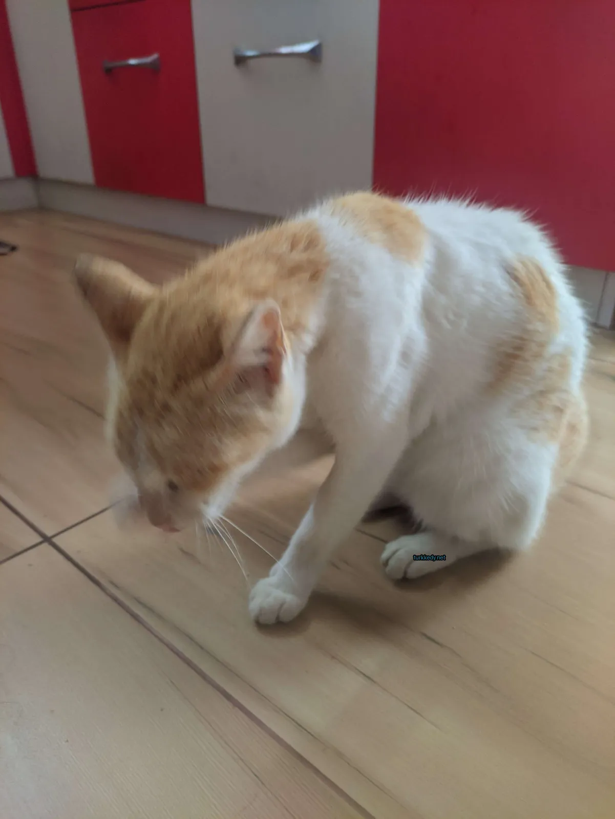Kırmızı ve beyaz tüylü bir kedi mermer zemine oturmaktadır.