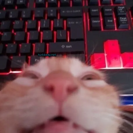 Sarı ve beyaz renkli bir kedi bilgisayar klavyesinde yatıyor.