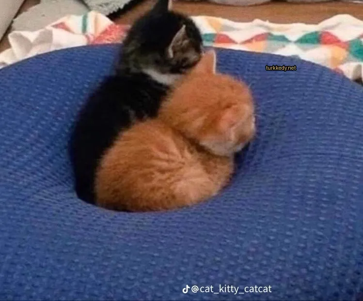 Siyah bir kedi mavi bir yastıkta, üzerinde kahverengi bir kediyle yatıyor.