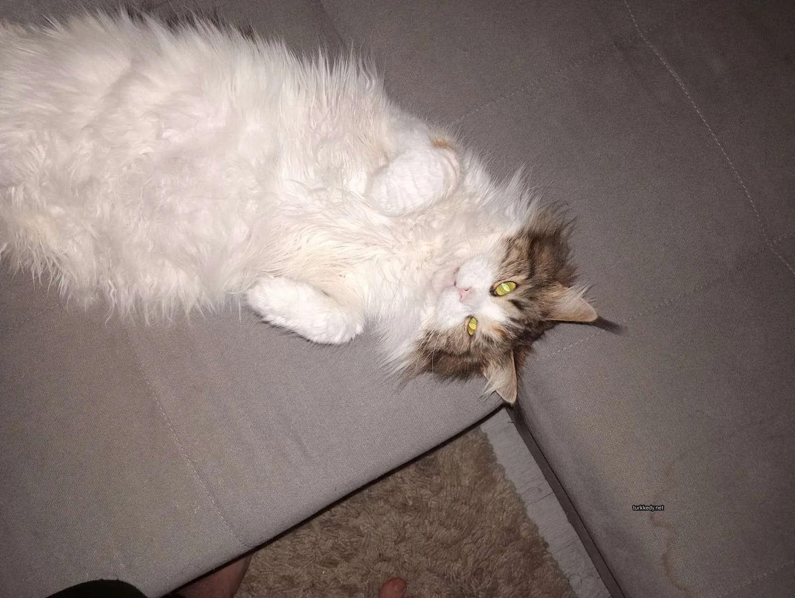 Beyaz ve kahverengi bir kedi, püsküllü kuyruğu ve tüylü burunlarıyla bir sofa üzerinde yatıyor.