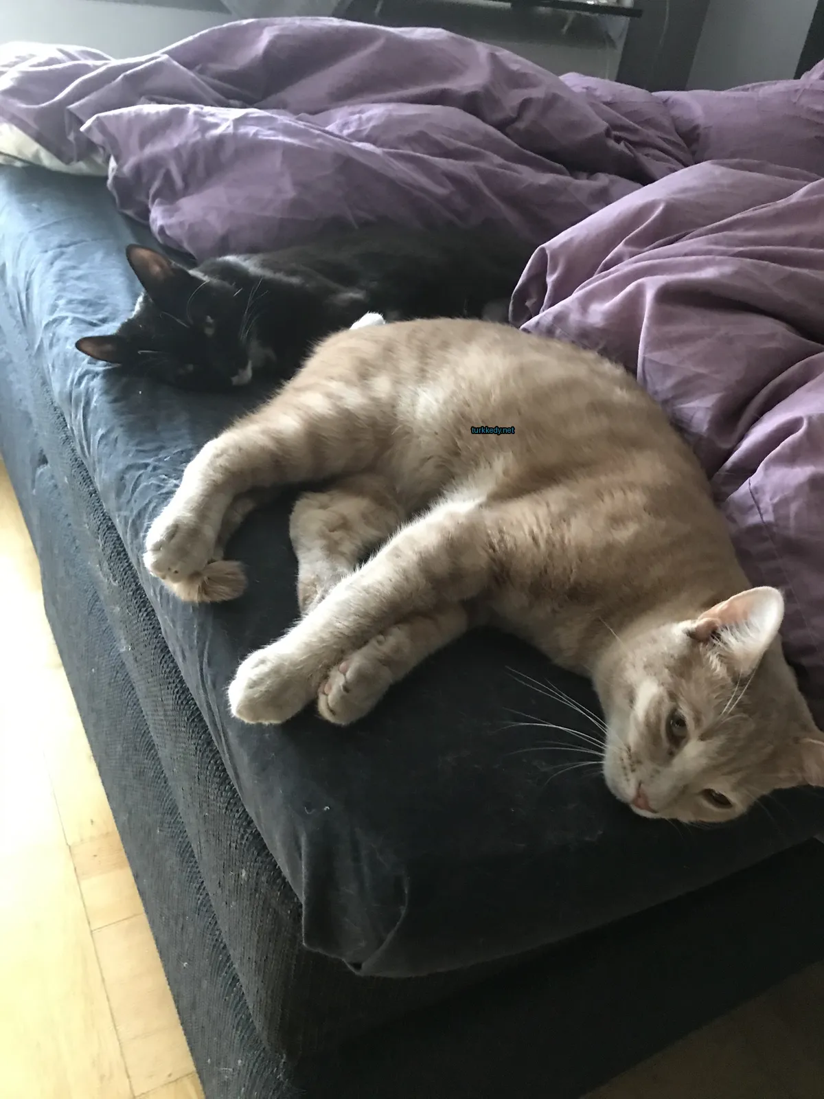 Siyah bir koltukta, siyah bir kedi yanındaki kahverengi bir kediyle yatıyor.