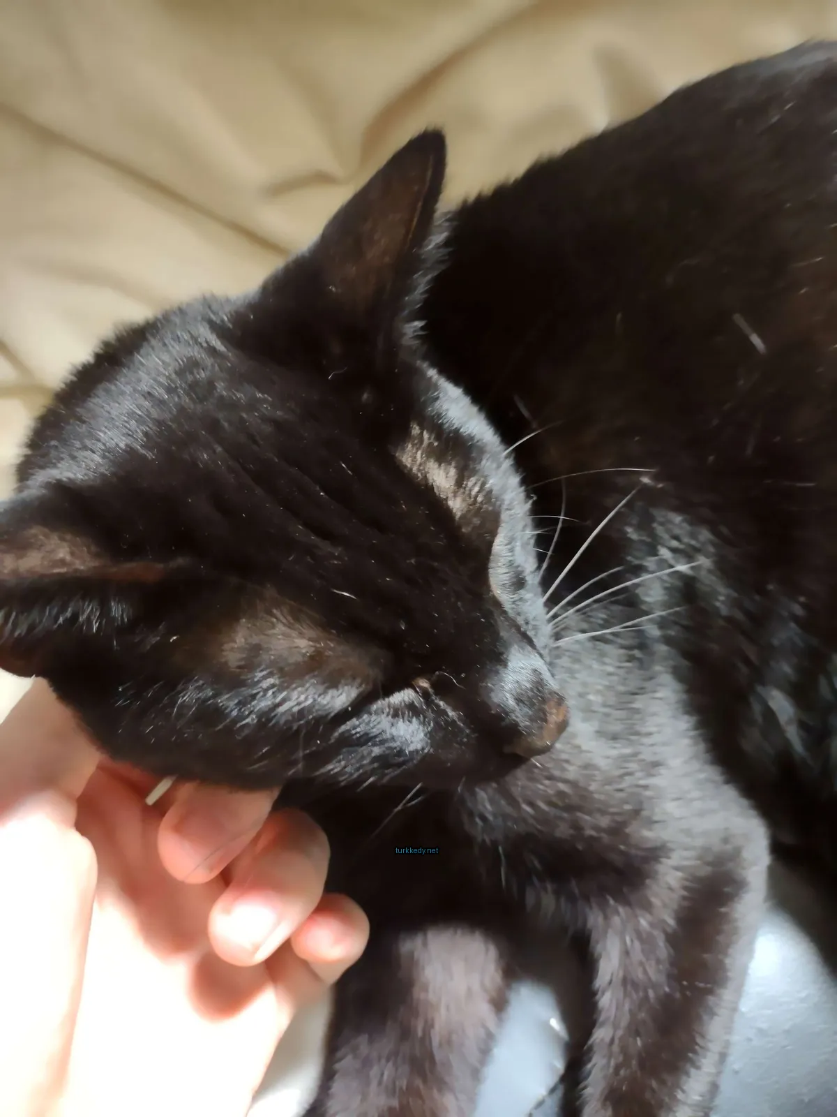 Siyah bir kedi beyaz bir koltukta beyaz göğsüyle yatıyor.
