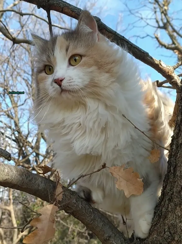 Beyaz bir kedi, kahverengi burun ve sarı gözlerle bir ağacın üzerinde oturuyor.