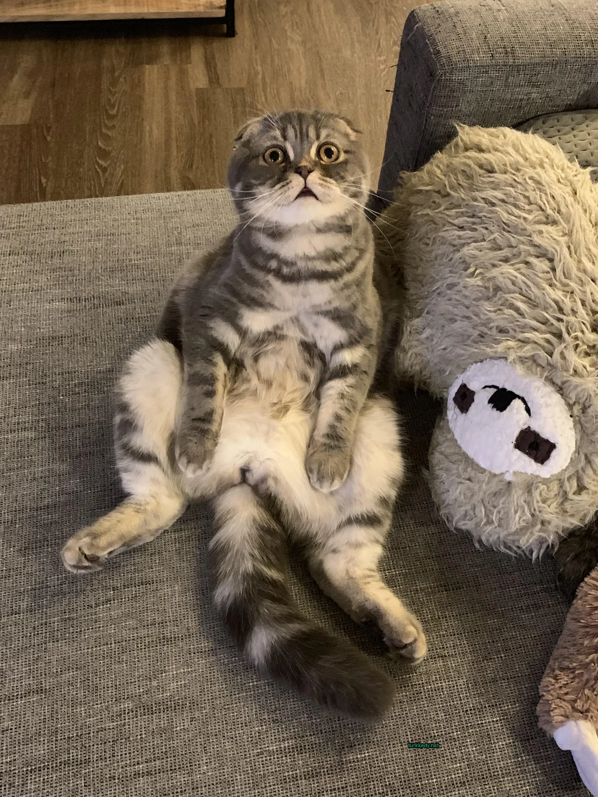 Gri ve beyaz bir kedi bir yastık arkasında bir oturma odasında oturuyor.