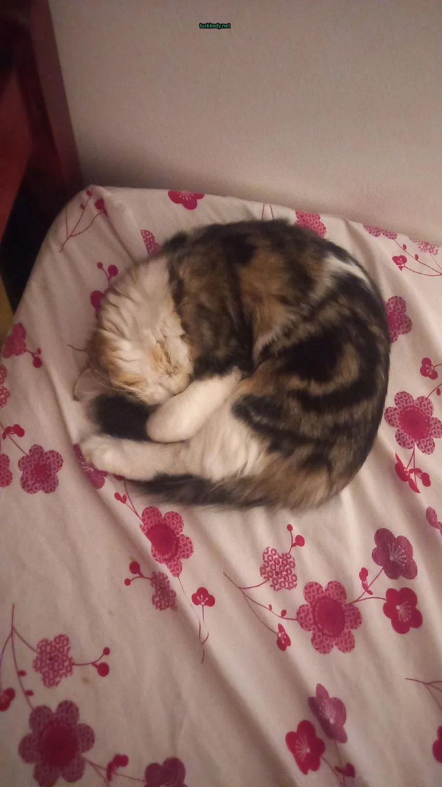 Beyaz ve siyah bir püskürtü olan bir kedi yatakta sarılı duruyor.