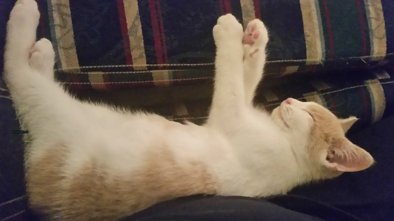 Beyaz ve turuncu bir kedi bir sofa üzerinde yatıyor.
