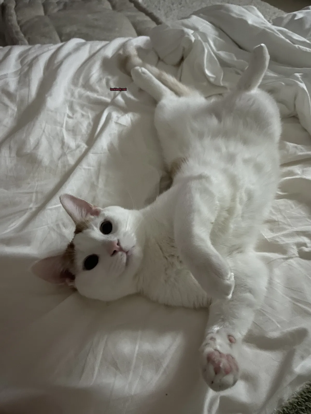 Beyaz bir kedi, beyaz bir yatakta beyaz kulakları ve ayakları olan bir beyaz kedi yatıyor.