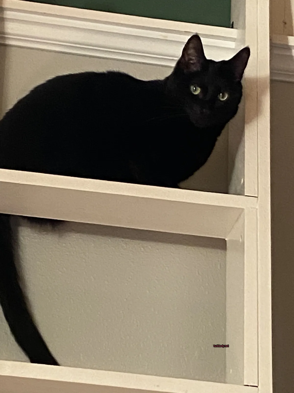 Siyah bir kedi bir raflarda oturuyor.