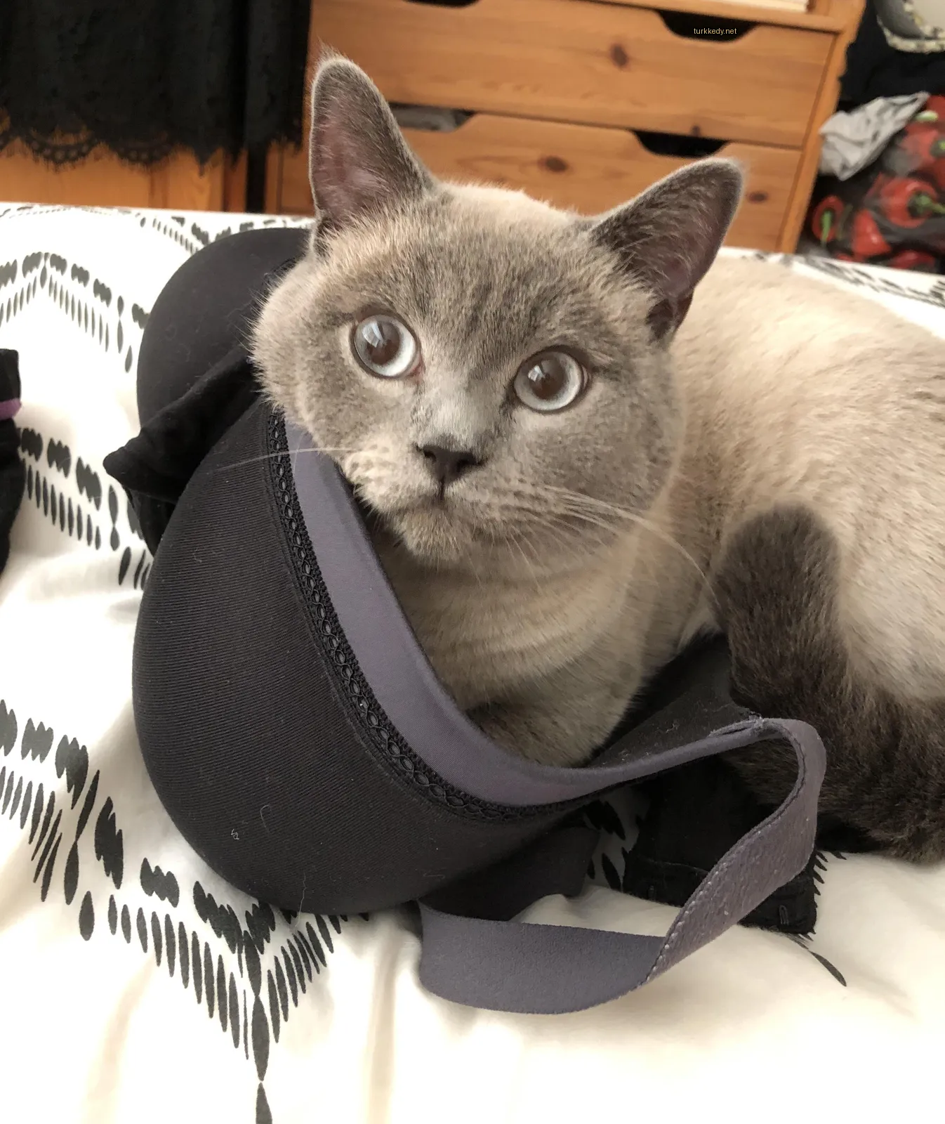 Gri ve beyaz bir kedi, siyah ve beyaz bir bra ile yatakta yatıyor.