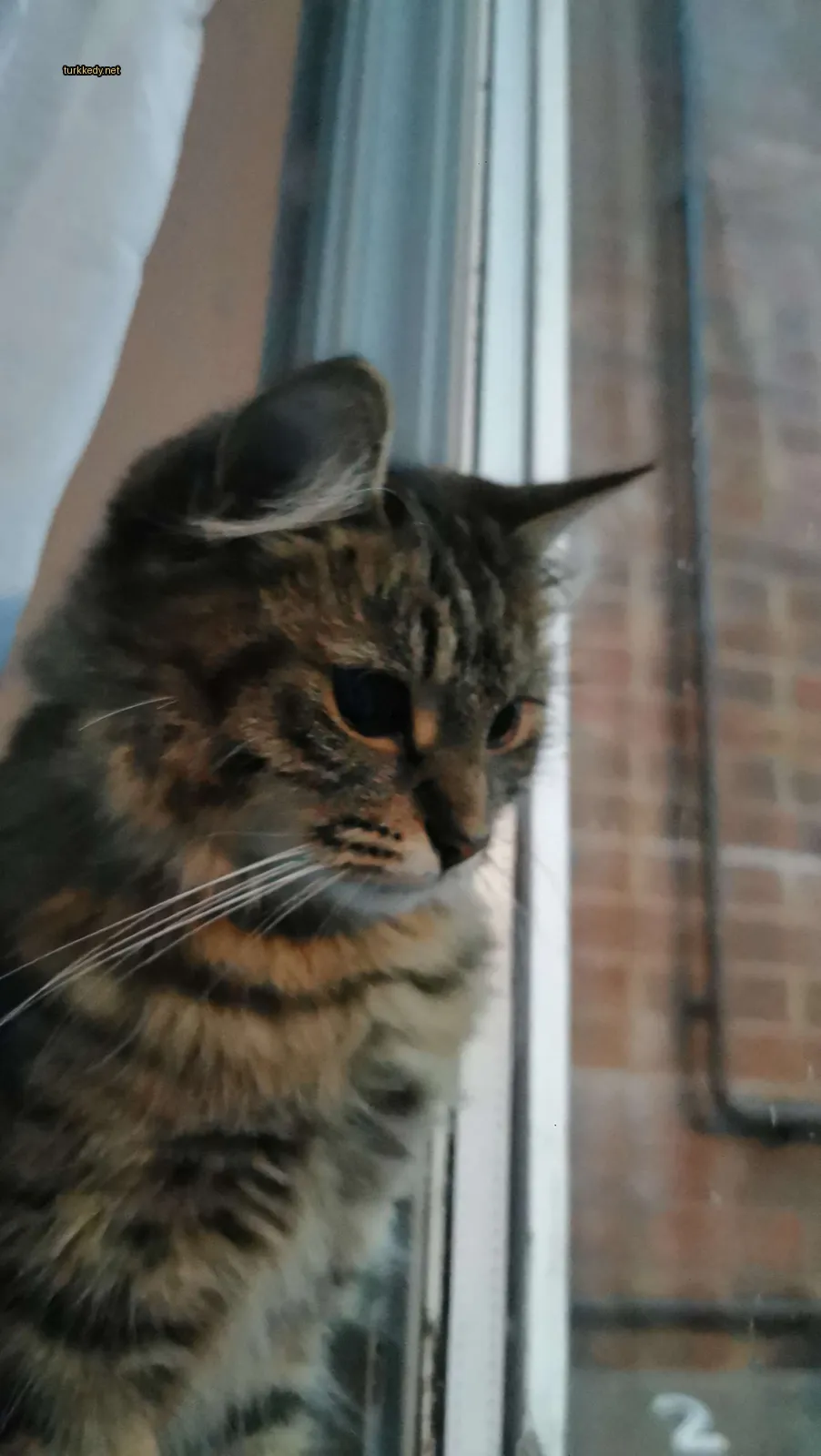 Kırmızı-beyaz bir kedi pencereden karşıya bakıyor.