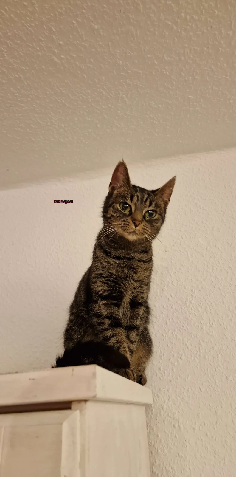 Beyaz duvarın üzerinde bir kedi, şeritli bir desene sahiptir.