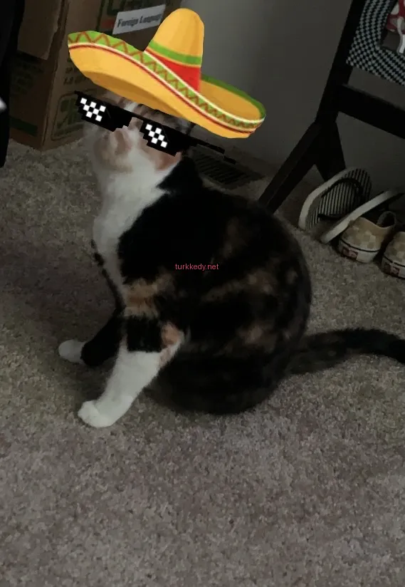 Siyah beyaz bir kedi bir şapka takılı.