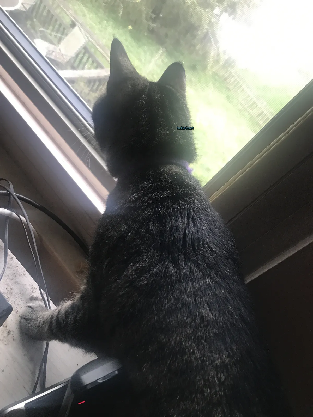 Kara ve gri bir kedi pencereden dışarı bakıyor.