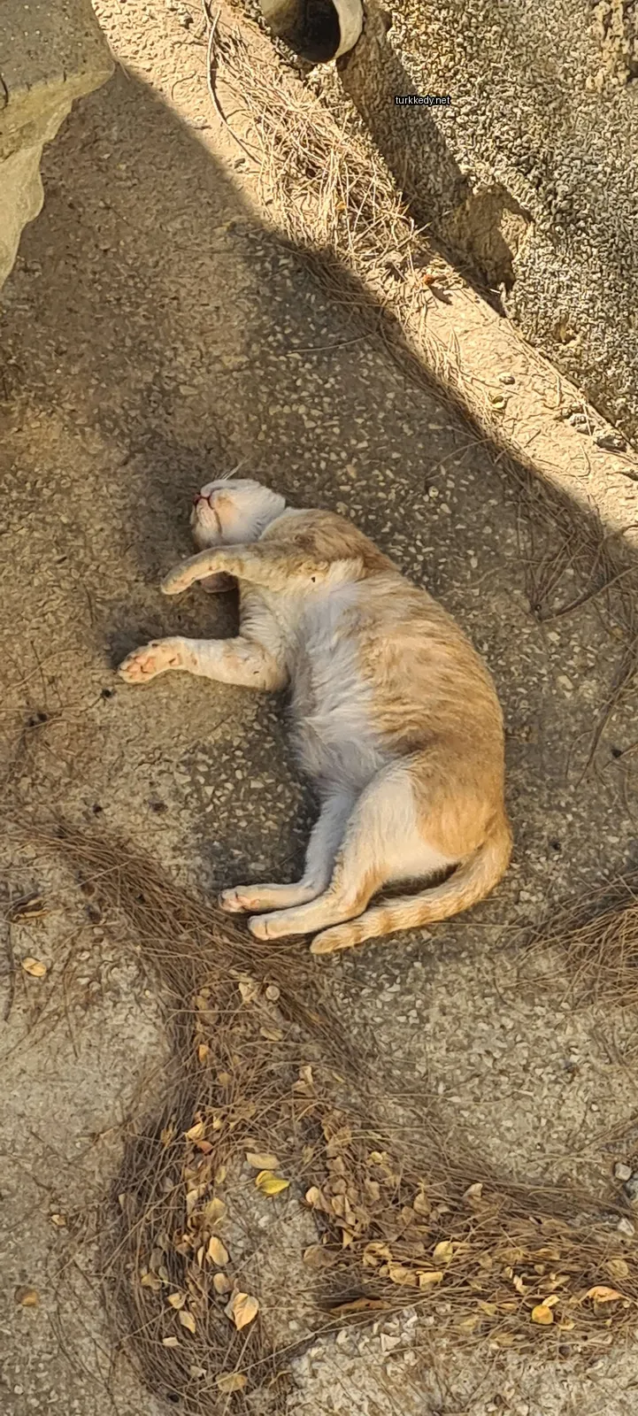 Kırmızı bir kedi zemine uzanmış yatıyor.